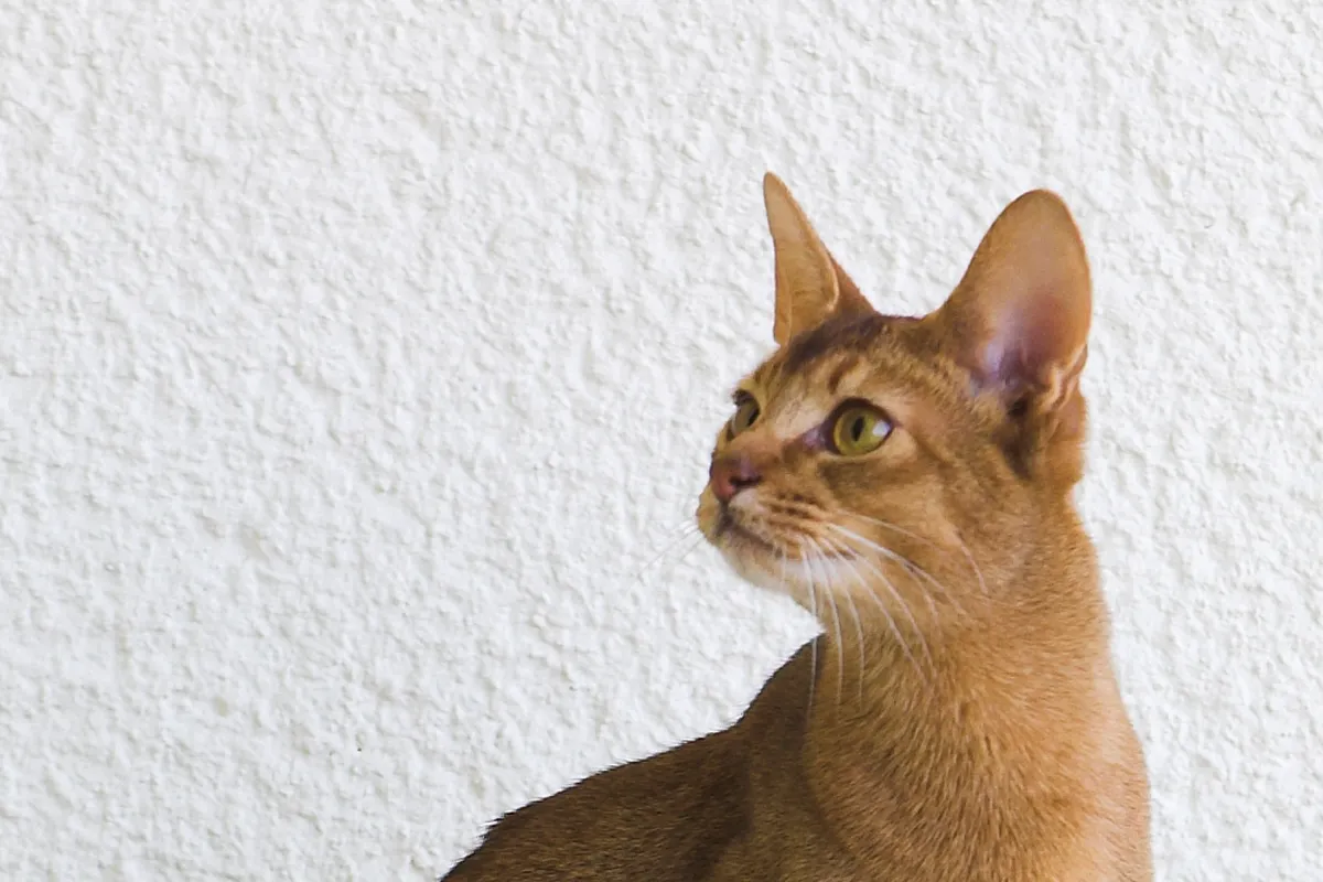 Chat abyssin lièvre assis de profil devant un mur blanc, au pelage tiqueté