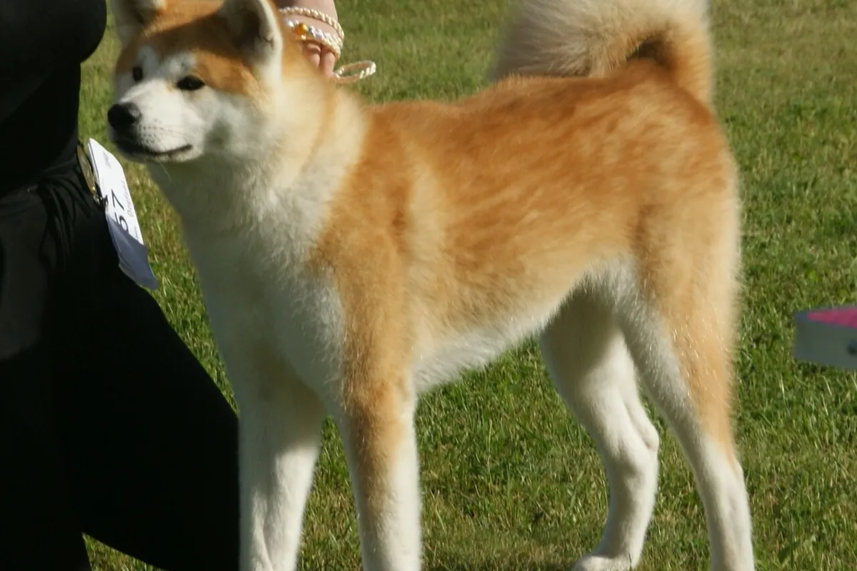 A red fawn Japanese Akita with white urajiro markings standing on grass at a dog show