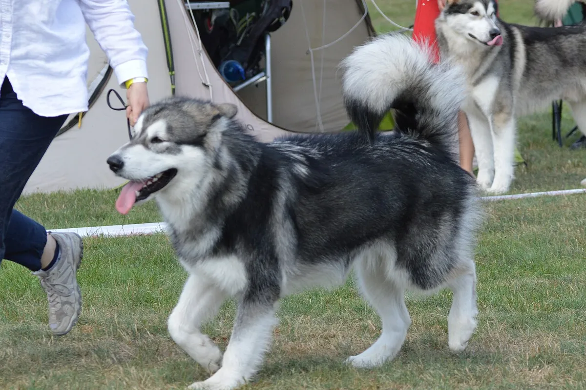Un malamute gris et blanc trottant sur l’herbe lors d’une exposition canine