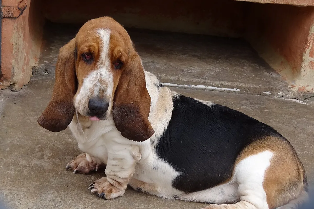 A tricolour Basset Hound lying on a concrete floor, looking at the camera