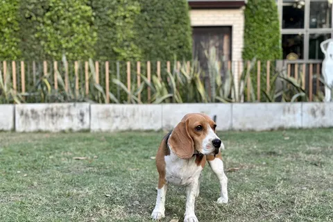 Beagle