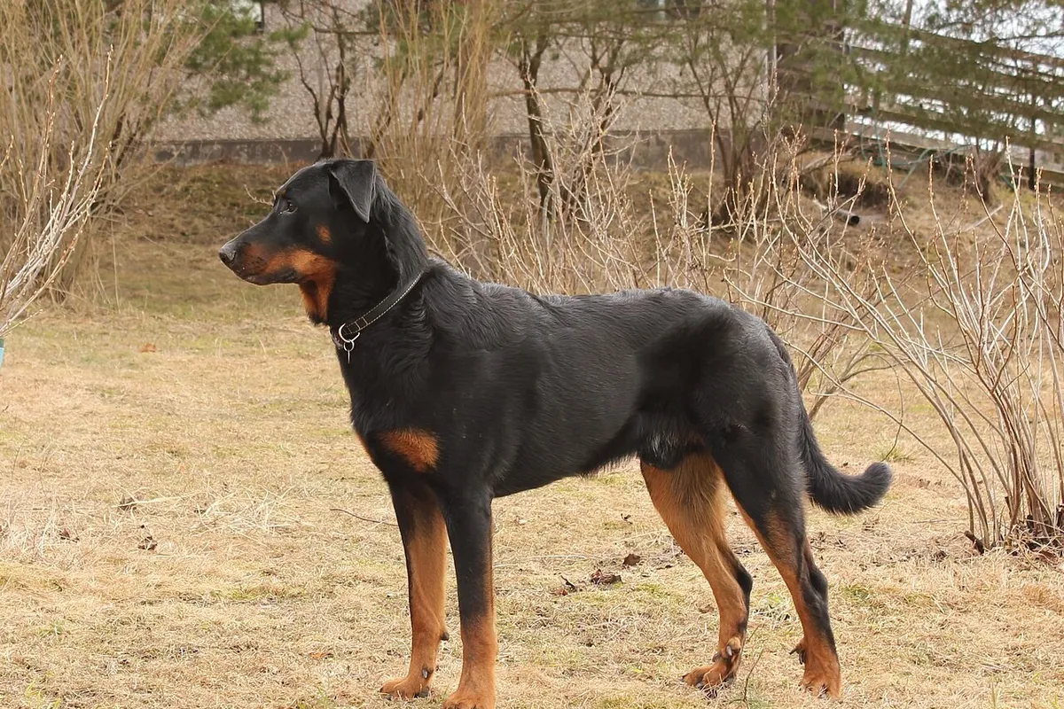 A black and tan Beauceron standing in a garden, seen from the side