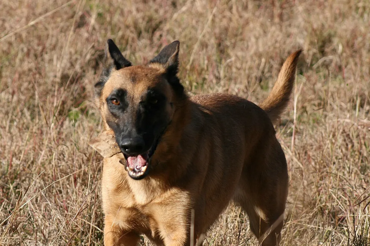 Une femelle malinois fauve au masque noir trottant dans l’herbe sèche