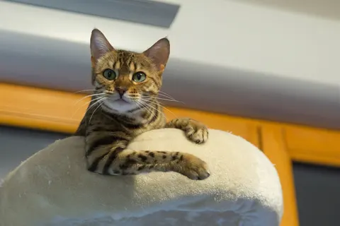Bengal cat