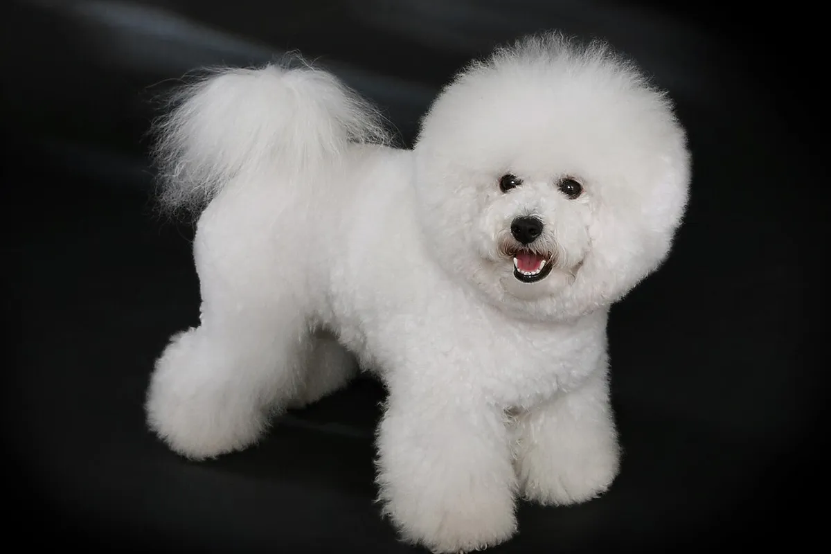 Un bichon frisé blanc à la toilette arrondie, debout sur fond sombre.
