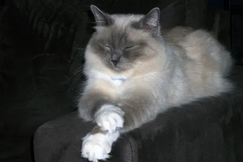 Birman cat