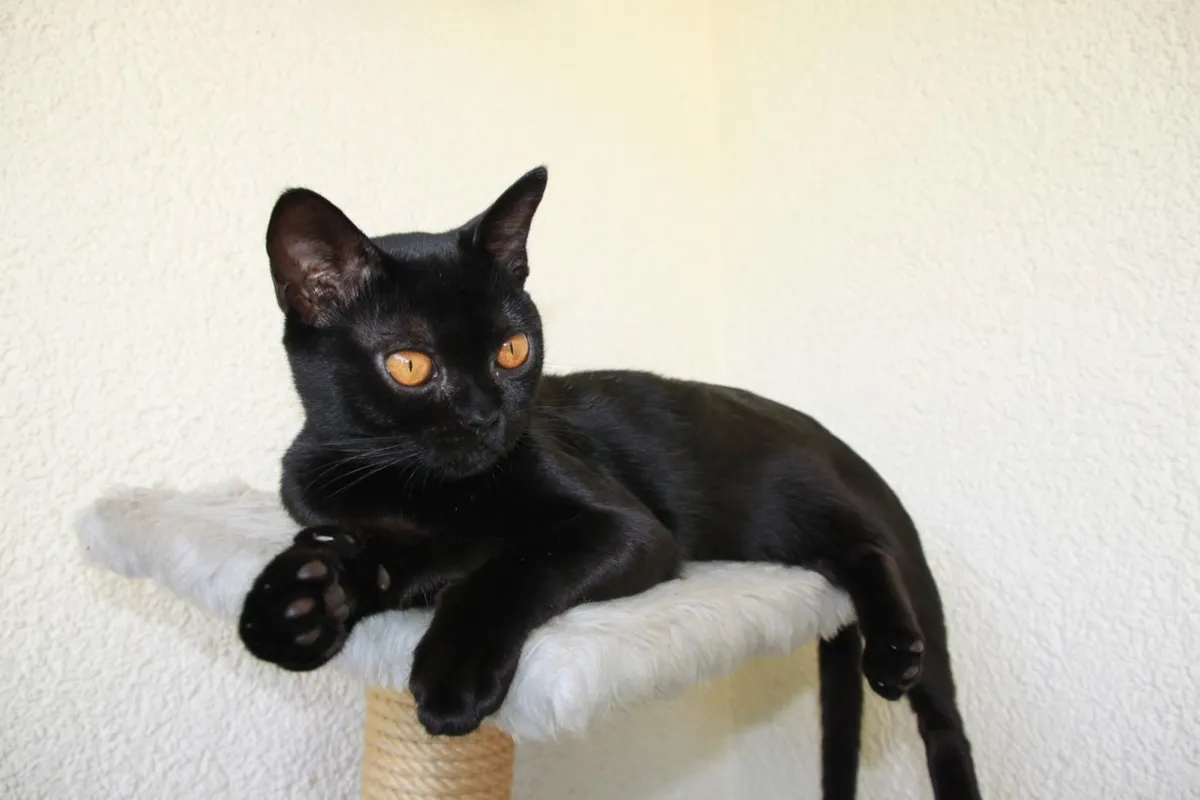 Chat bombay noir aux yeux cuivrés, couché sur un arbre à chat blanc