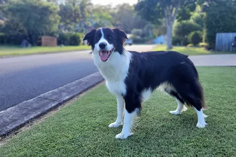 Border Collie