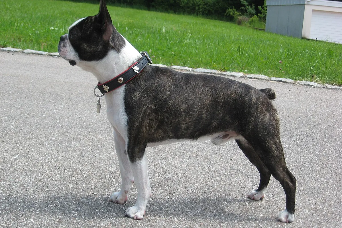 Un boston terrier bringé et blanc debout sur un chemin, vu de profil.