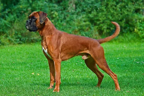 Boxer