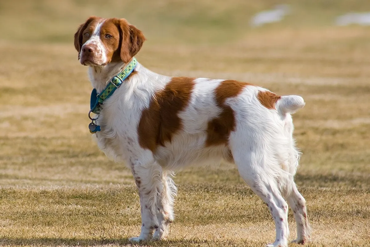 An orange and white Brittany standing on grass and looking back
