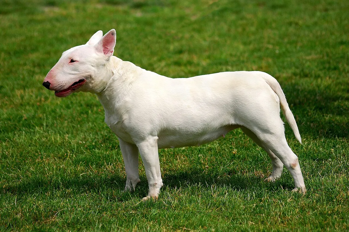 A white Bull Terrier standing on grass, seen from the side