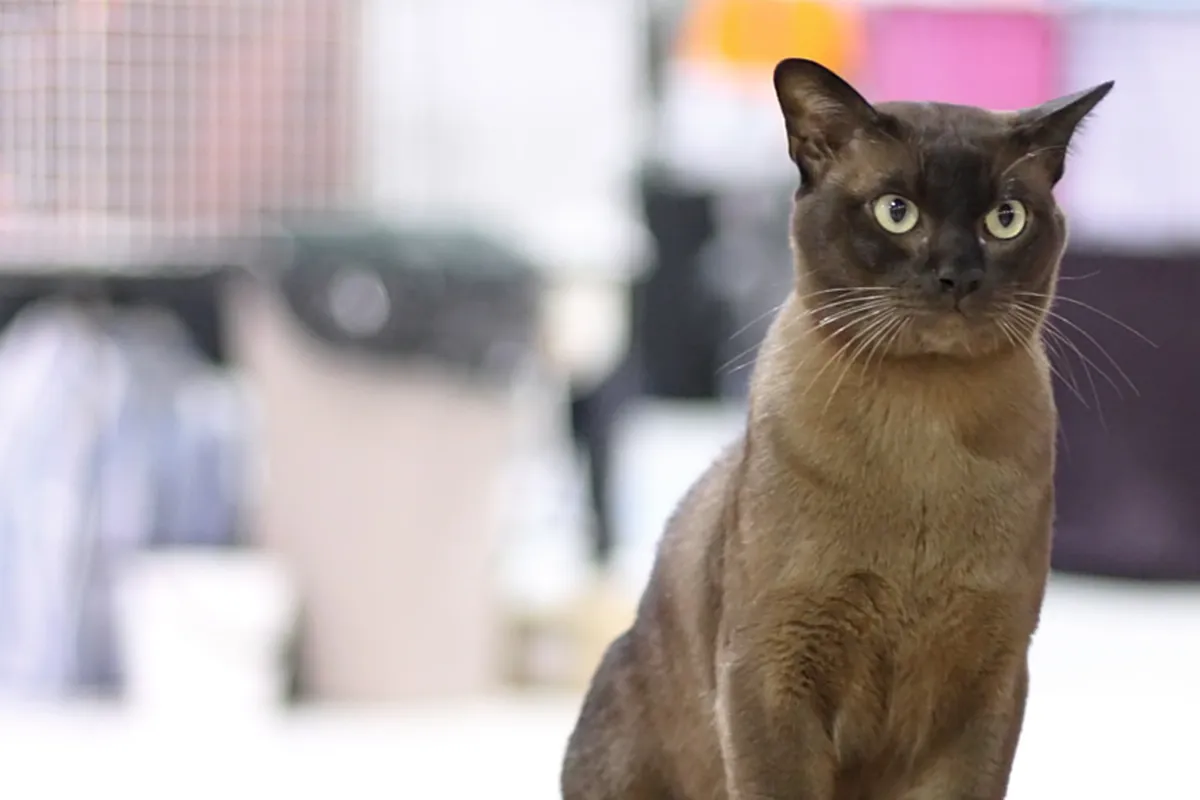 Chat burmese zibeline aux yeux dorés assis sur une table lors d’une exposition féline