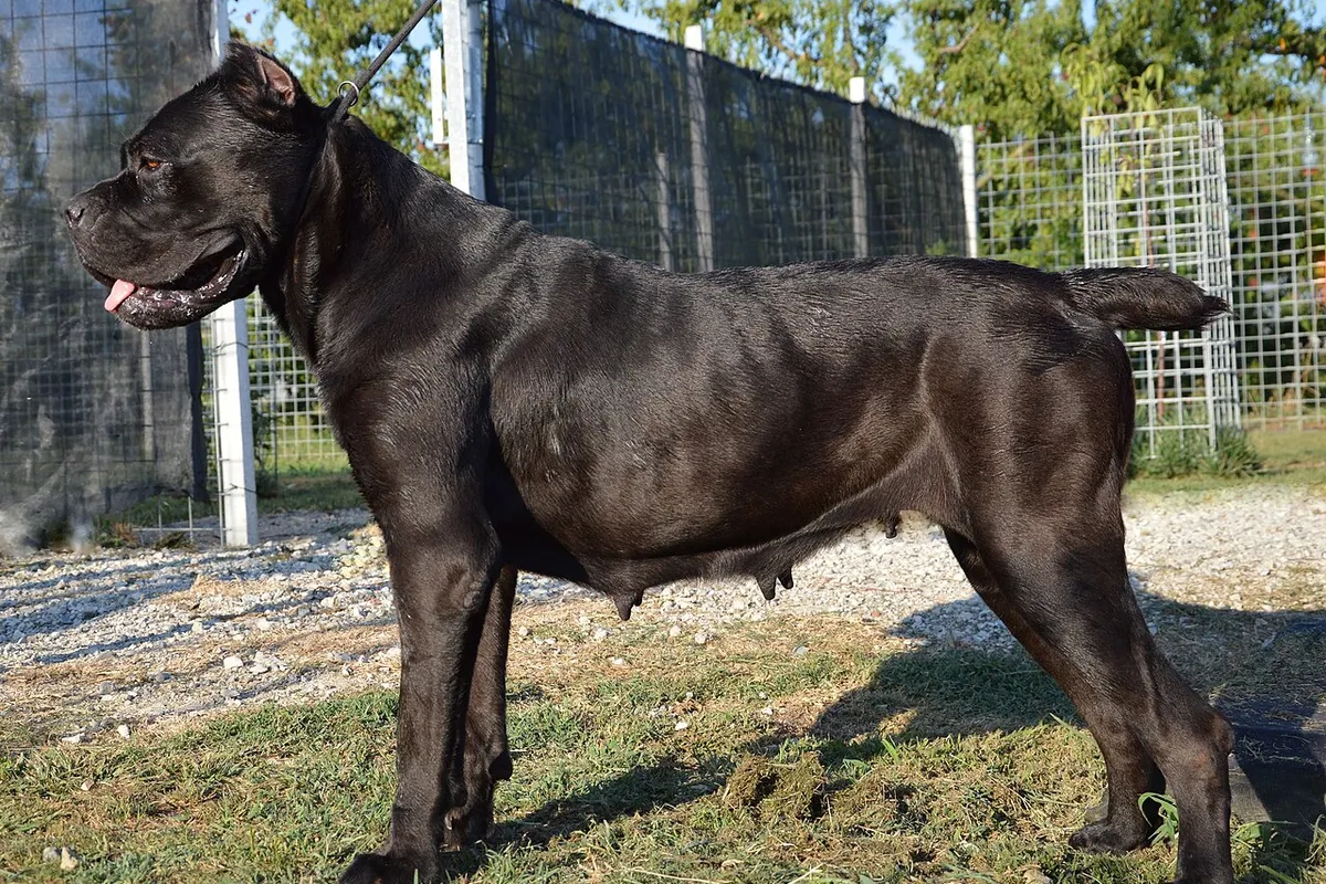 A black Cane Corso standing on grass, seen from the side