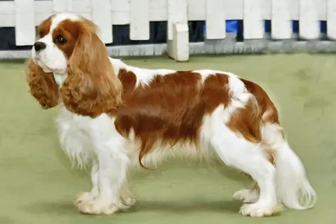 Cavalier King Charles Spaniel