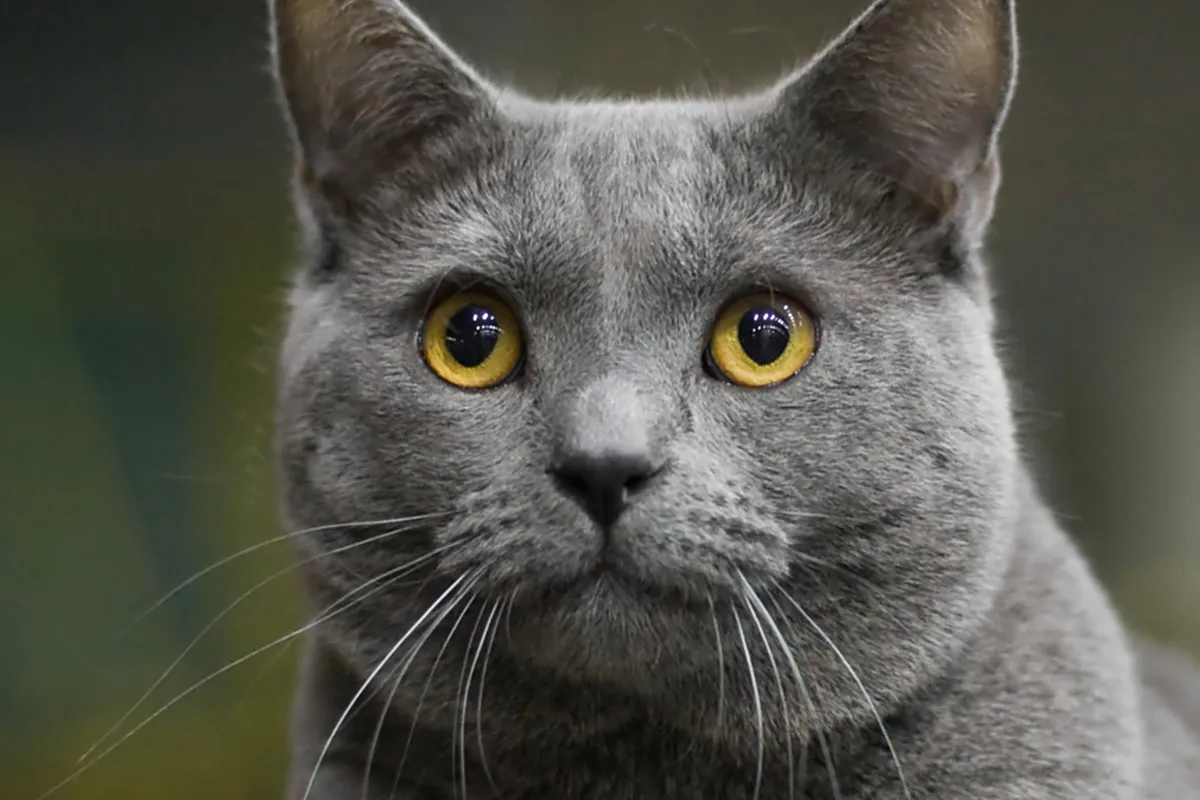 Head and shoulders of a blue-gray Chartreux male with round copper-gold eyes