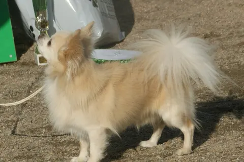 Chihuahua
