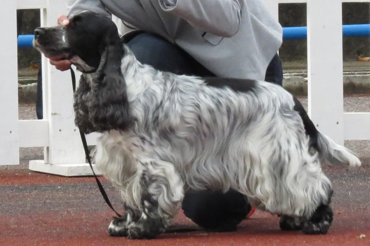 A blue roan English Cocker Spaniel standing at a dog show