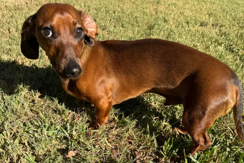 Dachshund