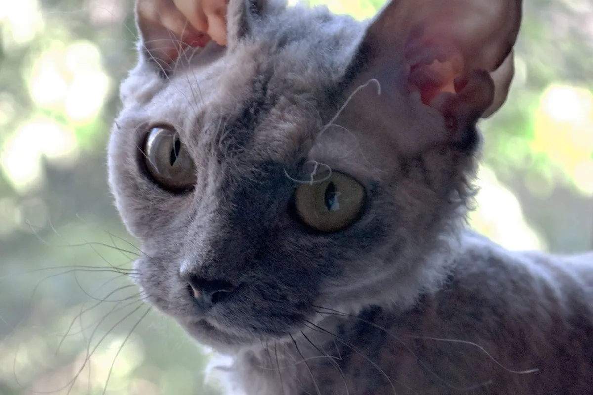 Blue Devon Rex with large low-set ears and a wavy coat, by a sunny window