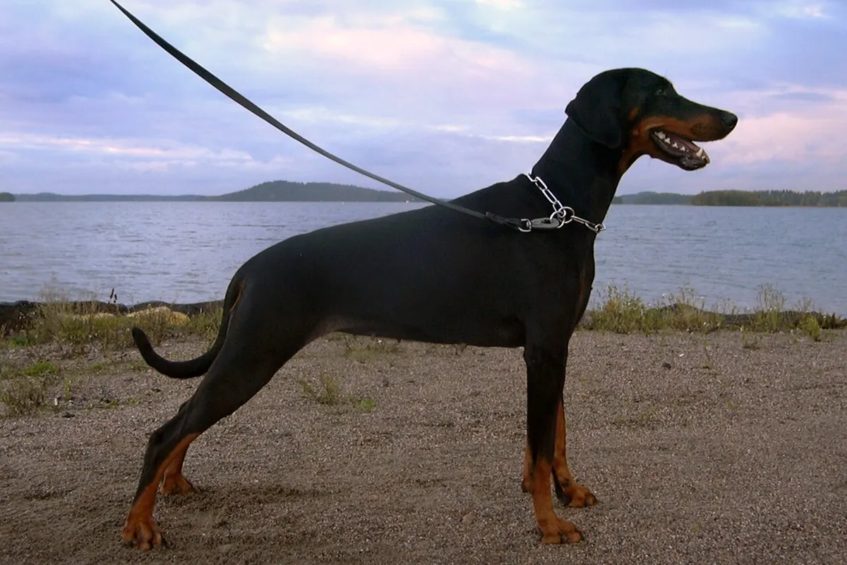 Un dobermann noir et feu aux oreilles naturelles debout au bord d’un lac, vu de profil