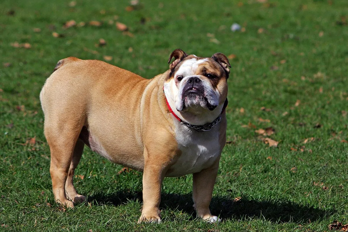 Un bouledogue anglais fauve et blanc debout dans l’herbe.