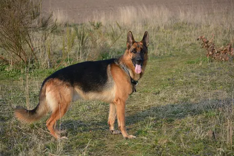 German Shepherd