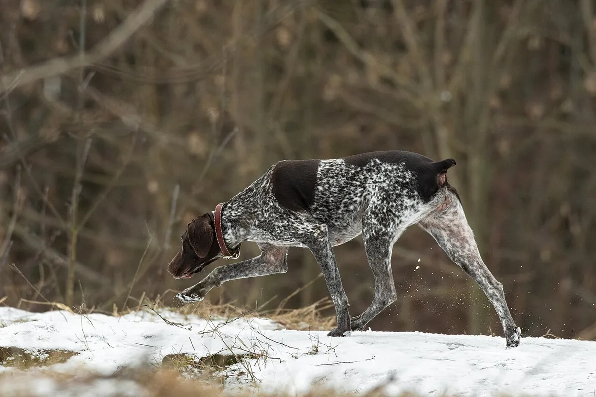 A brown roan German Shorthaired Pointer walking on snow with its nose to the ground