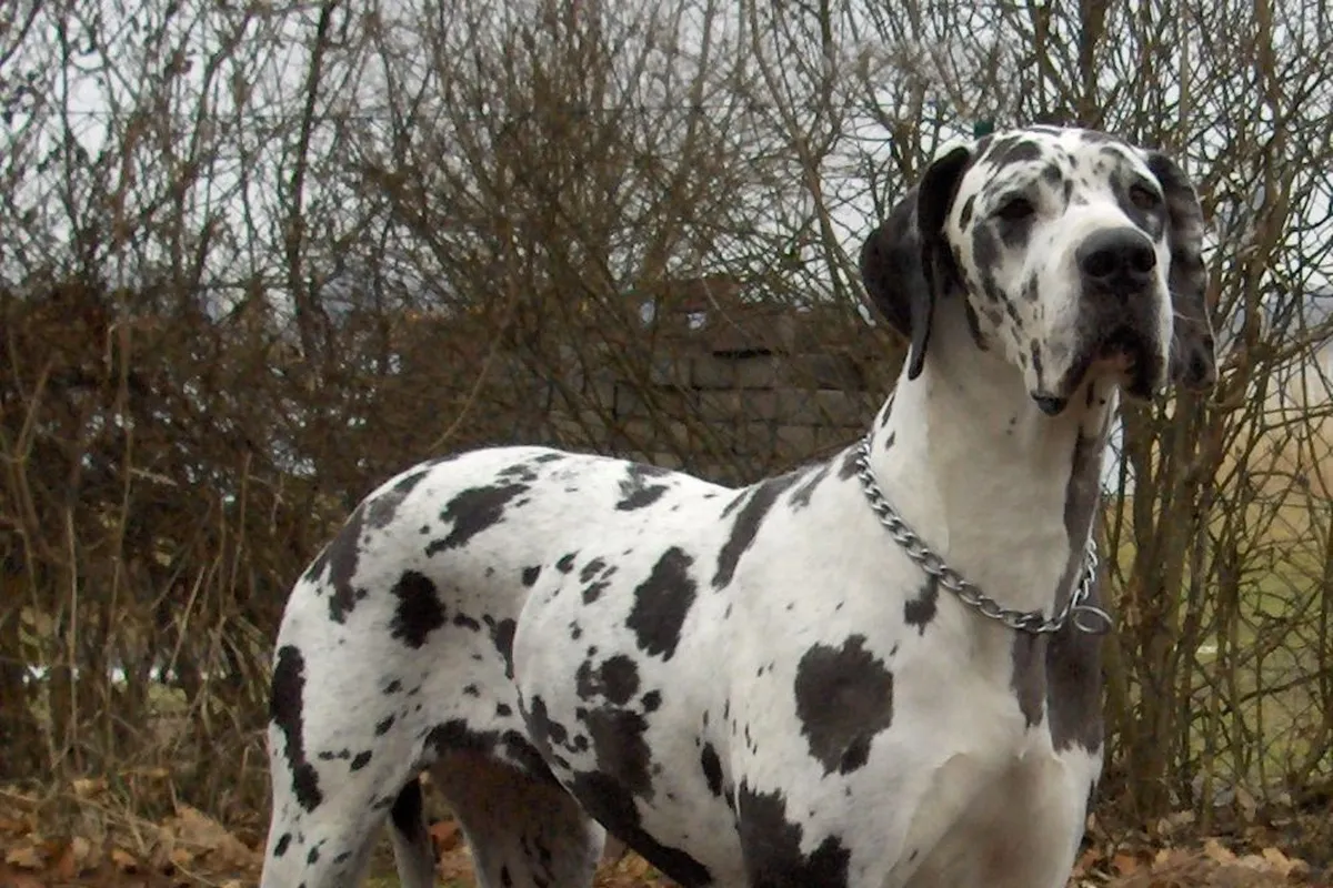 A harlequin Great Dane with natural ears standing outdoors