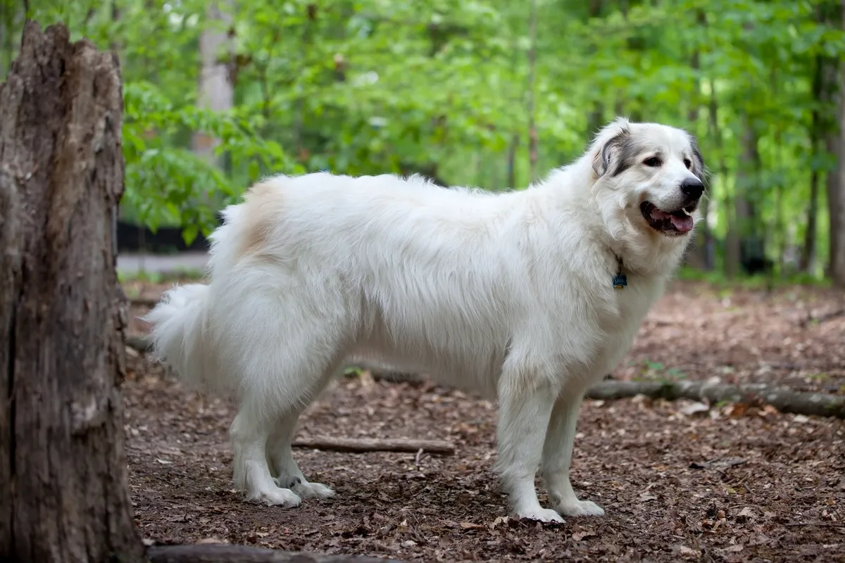 A white Great Pyrenees standing on a forest path, seen from the side