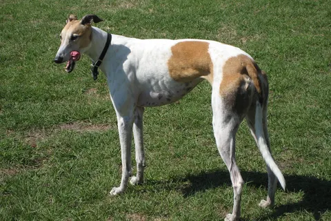 Greyhound