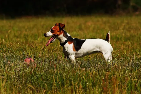 Jack Russell Terrier
