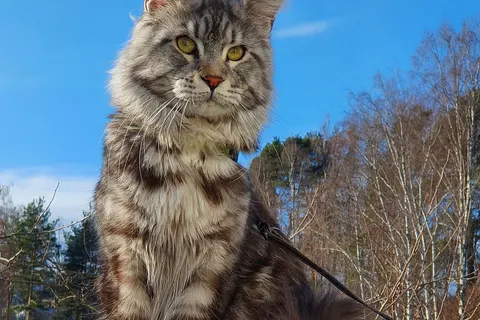 Maine Coon