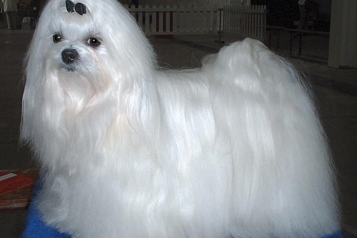 A white Maltese with a long silky coat standing on a grooming table at a dog show.