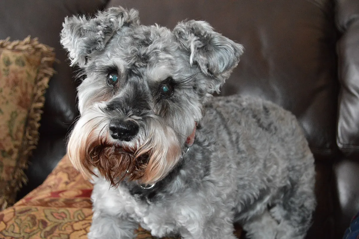 A grey Miniature Schnauzer with a trimmed beard, lying on a sofa