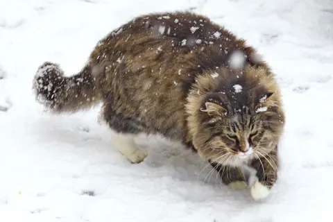 Norwegian Forest Cat