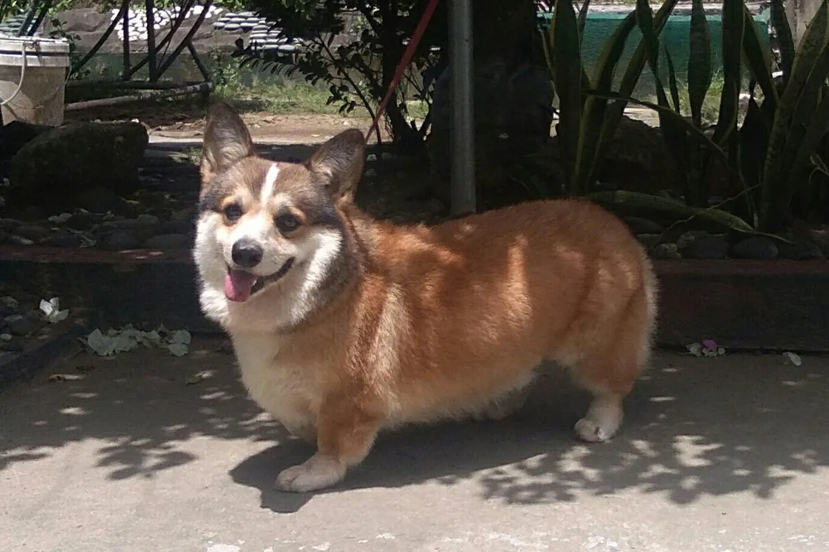 Un welsh corgi pembroke rouge et blanc debout dans un jardin