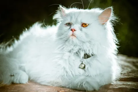 Persian cat