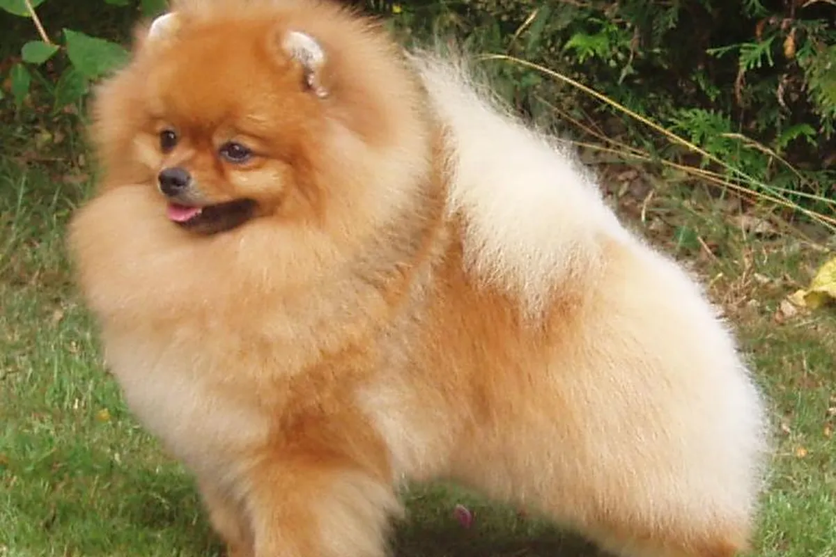 An orange Pomeranian standing on grass, seen from the side.