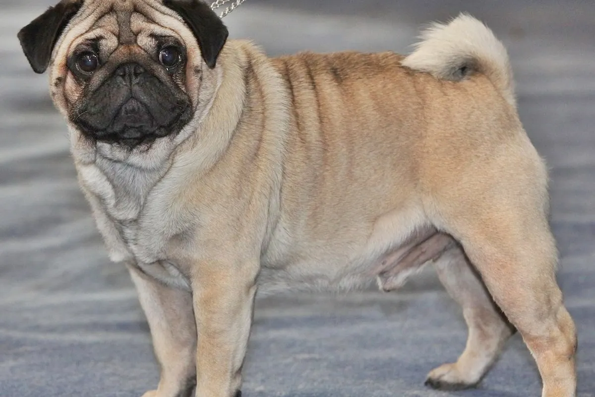 A fawn Pug with a black mask standing on a show carpet, seen from the side.