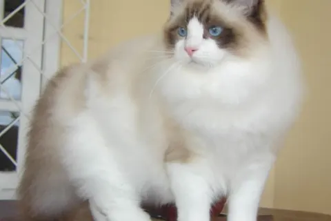 Ragdoll