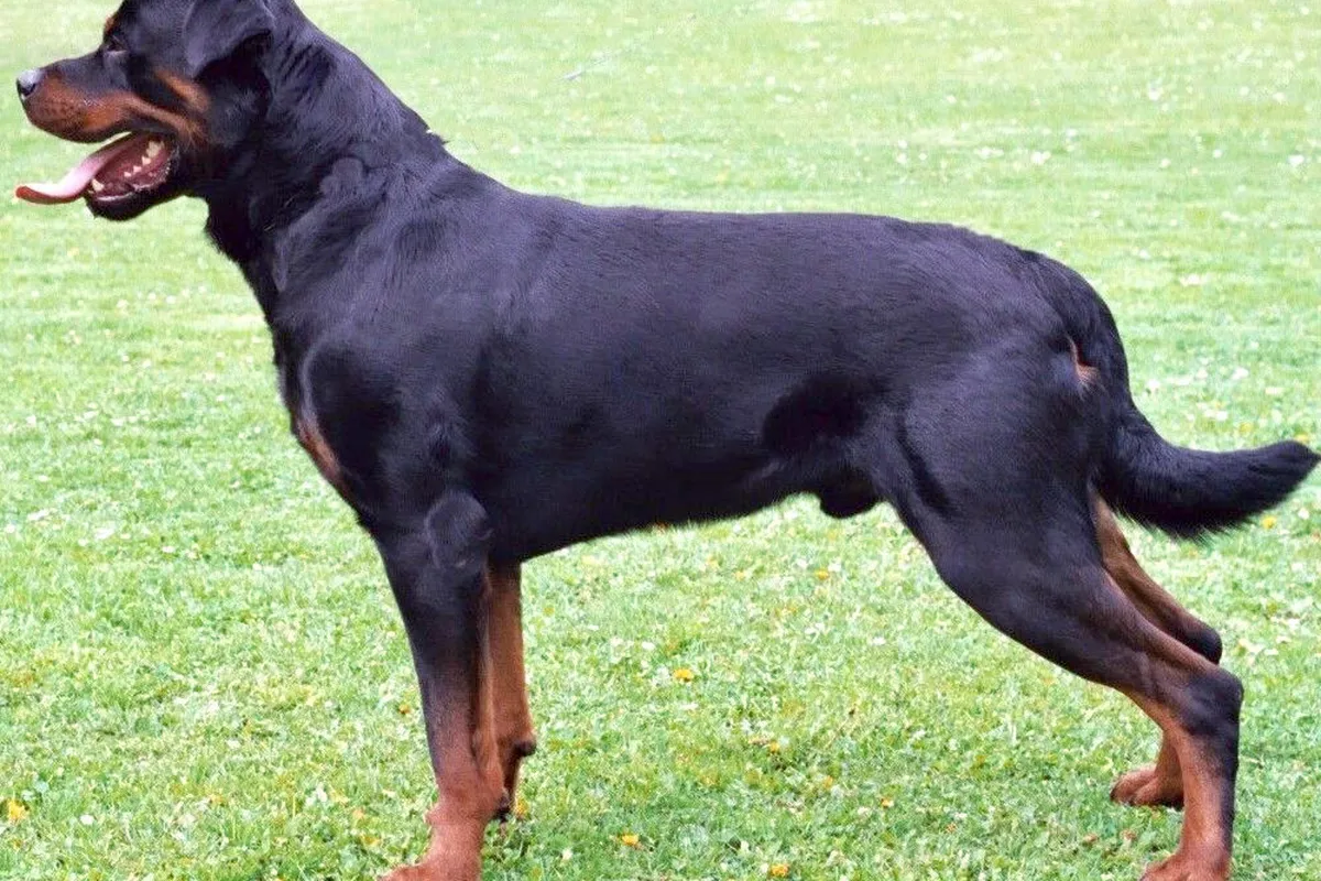 A black and tan Rottweiler standing on grass, seen from the side