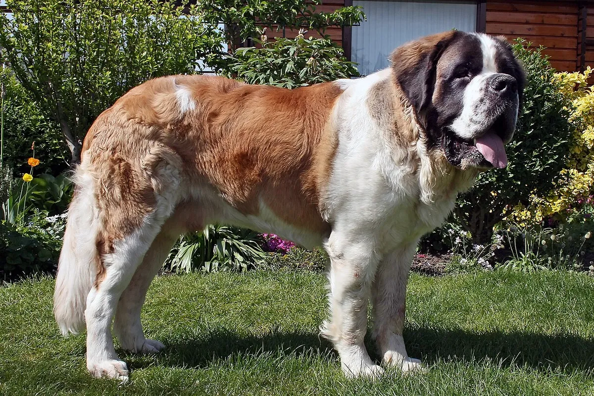 Un saint-bernard à poil long rouge et blanc debout sur une pelouse, vu de profil