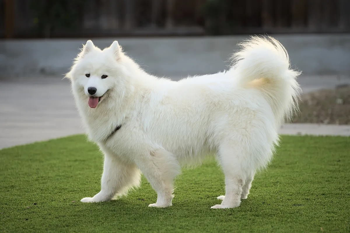 A white Samoyed standing on grass, seen from the side with its head turned to the camera
