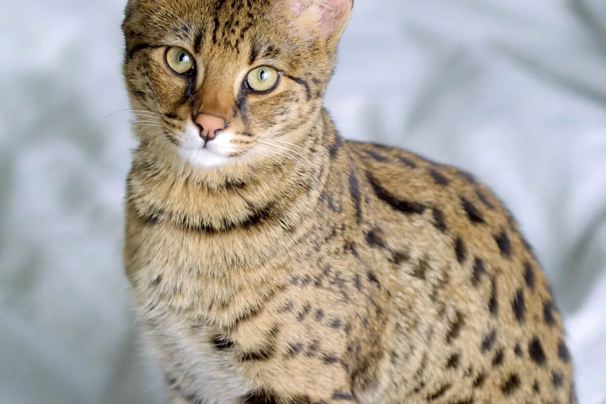 Chat savannah tacheté aux grandes oreilles, assis sur un drap blanc