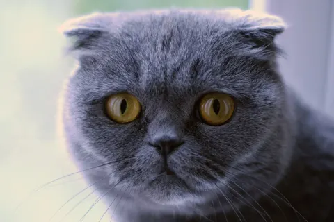 Scottish Fold