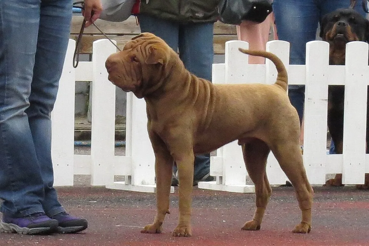 A fawn Shar Pei standing at a dog show, showing its wrinkled head.