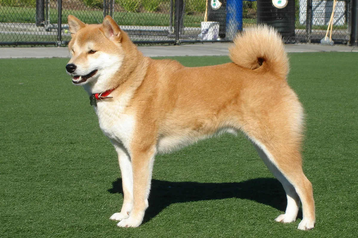 A red Shiba Inu standing on artificial grass