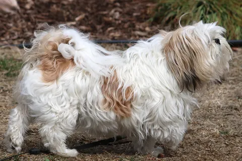 Shih Tzu