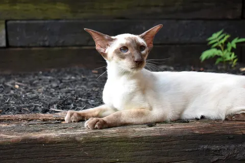 Siamese cat